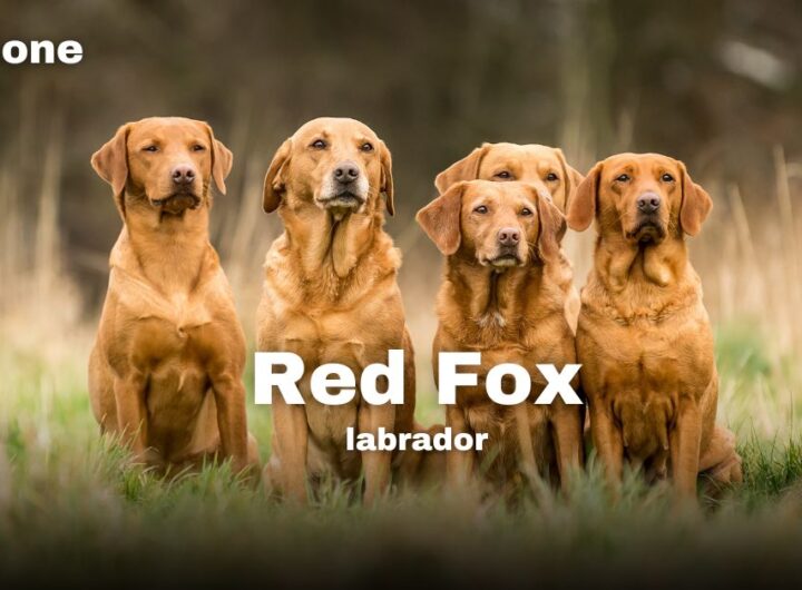 Red Fox Lab