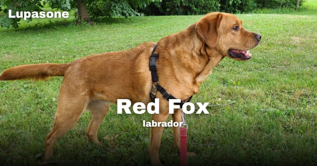 Red Fox Lab