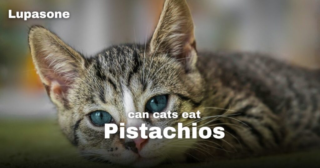 Can Cats Eat Pistachio Nuts?