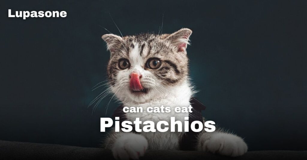 Can Cats Eat Pistachio Nuts?