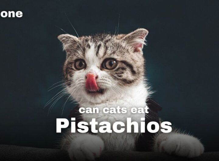 Can Cats Eat Pistachio Nuts?