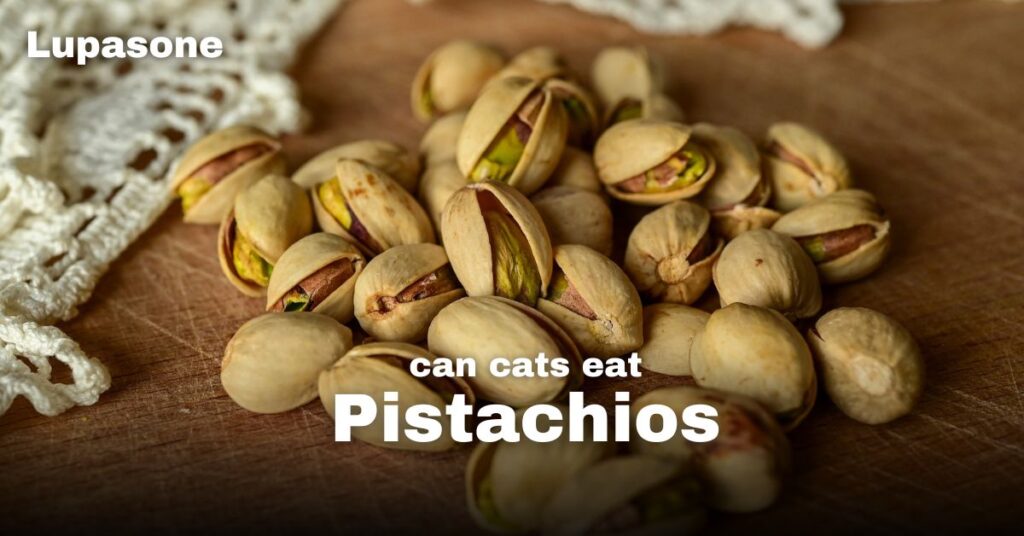 Can Cats Eat Pistachio Nuts?