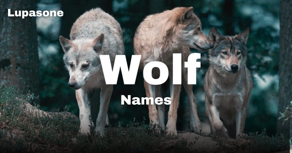 Wolf Names