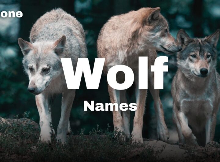 Wolf Names