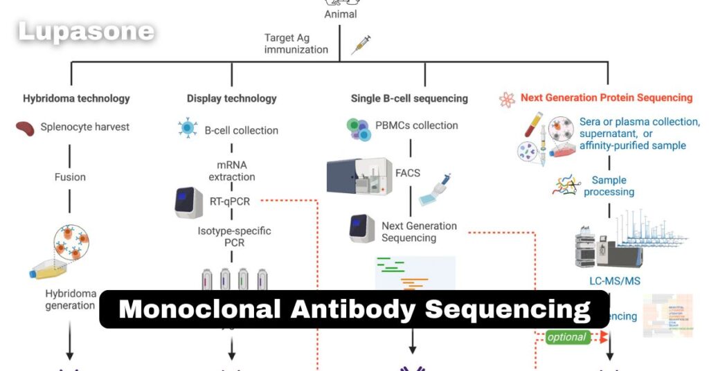 Monoclonal Antibody Sequencing