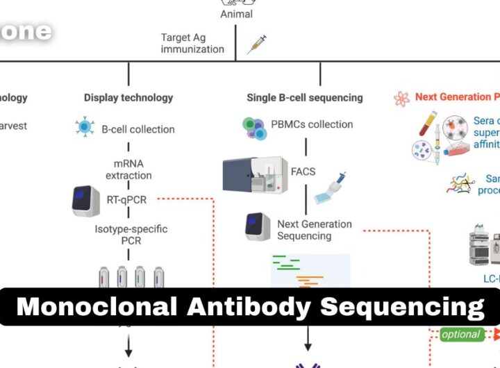 Monoclonal Antibody Sequencing